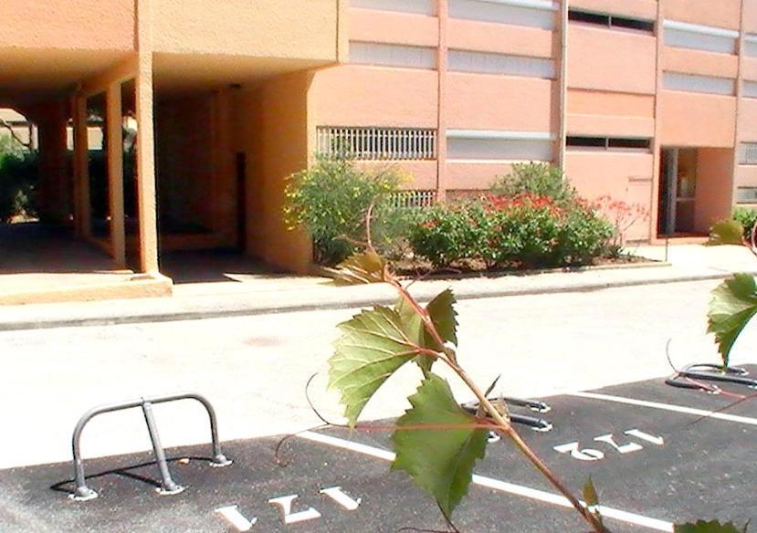 T2 Terrasse, Bormes Les Mimosas La Faviere, 5 Pers, 5 Mn A Pieds Des Plages Et Commerces Exterior photo